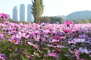 코스모스_태화강국가정원